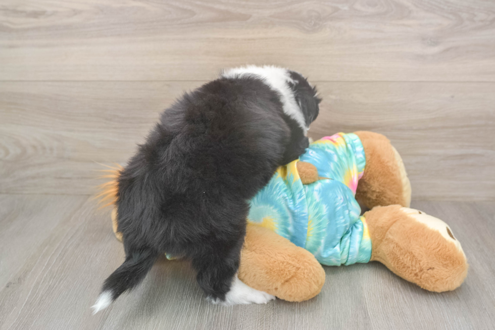 Meet Earl Gray - our Mini Aussie Puppy Photo  3/3 - Florida Fur Babies Small Mini Aussie Baby