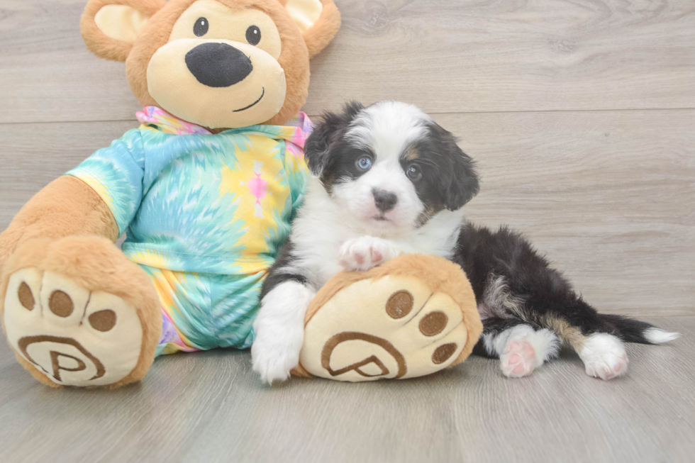 Meet Earl Gray - our Mini Aussie Puppy Photo  1/3 - Florida Fur Babies Smart MAS Purebred Puppy