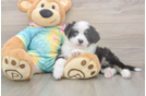 Meet Earl Gray - our Mini Aussie Puppy Photo  1/3 - Florida Fur Babies Smart MAS Purebred Puppy