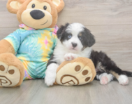 5 week old Mini Aussie Puppy For Sale - Florida Fur Babies 5 week old Mini Aussie Puppy For Sale - Florida Fur Babies