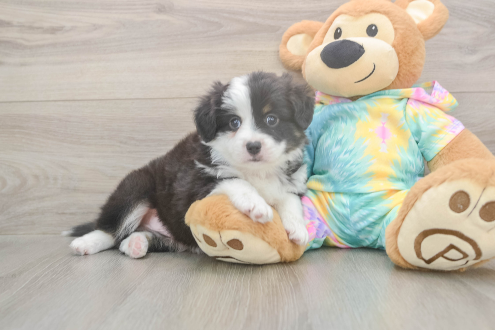 Meet Enzo - our Mini Aussie Puppy Photo  2/3 - Florida Fur Babies Sweet MAS Purebred Puppy