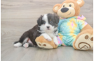 Meet Enzo - our Mini Aussie Puppy Photo  2/3 - Florida Fur Babies Sweet MAS Purebred Puppy