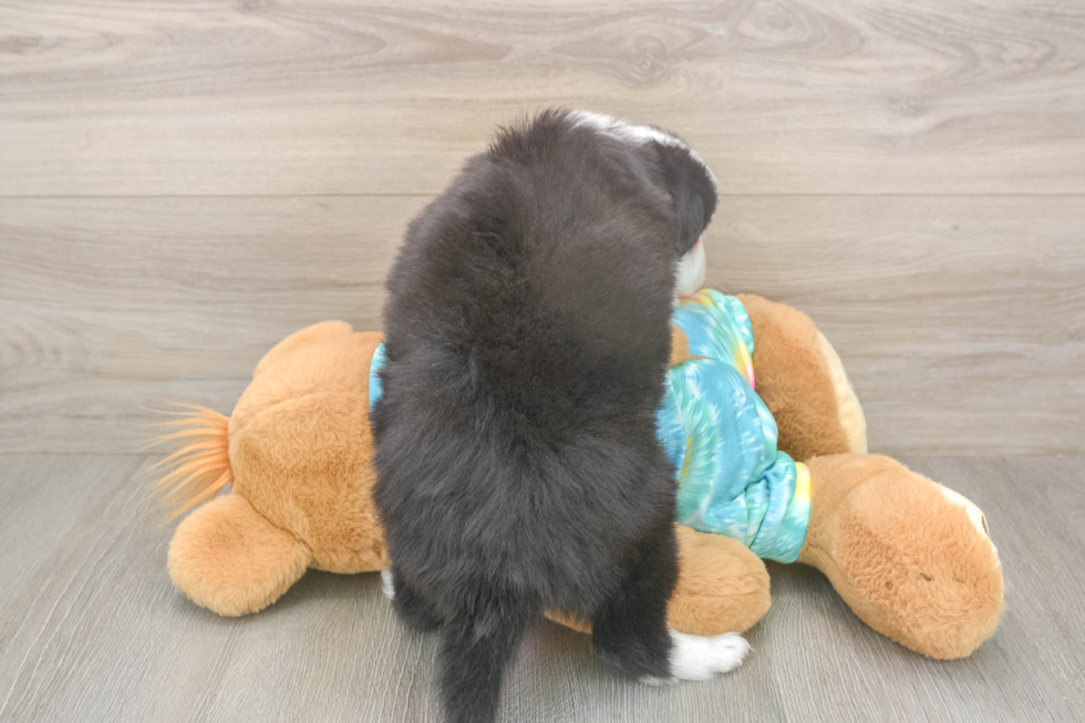 Meet Enzo - our Mini Aussie Puppy Photo  3/3 - Florida Fur Babies Best Mini Aussie Baby