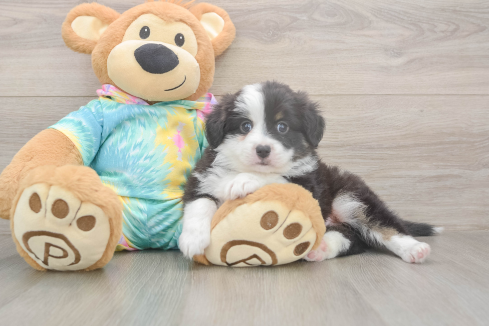 Meet Enzo - our Mini Aussie Puppy Photo  1/3 - Florida Fur Babies Akc Registered Mini Aussie Purebred Pup