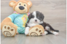 Meet Enzo - our Mini Aussie Puppy Photo  1/3 - Florida Fur Babies Akc Registered Mini Aussie Purebred Pup