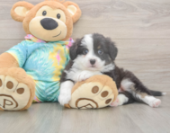 5 week old Mini Aussie Puppy For Sale - Florida Fur Babies 5 week old Mini Aussie Puppy For Sale - Florida Fur Babies