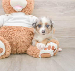 6 week old Mini Aussie Puppy For Sale - Florida Fur Babies