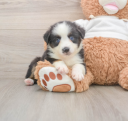 6 week old Mini Aussie Puppy For Sale - Florida Fur Babies