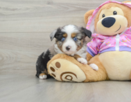 6 week old Mini Aussie Puppy For Sale - Florida Fur Babies