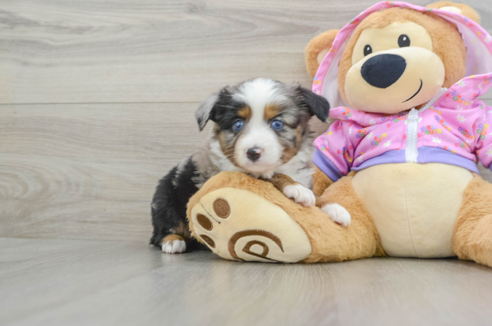 5 week old Mini Aussie Puppy For Sale - Florida Fur Babies