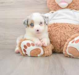 6 week old Mini Aussie Puppy For Sale - Florida Fur Babies