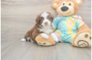 Mini Aussie Puppy for Adoption