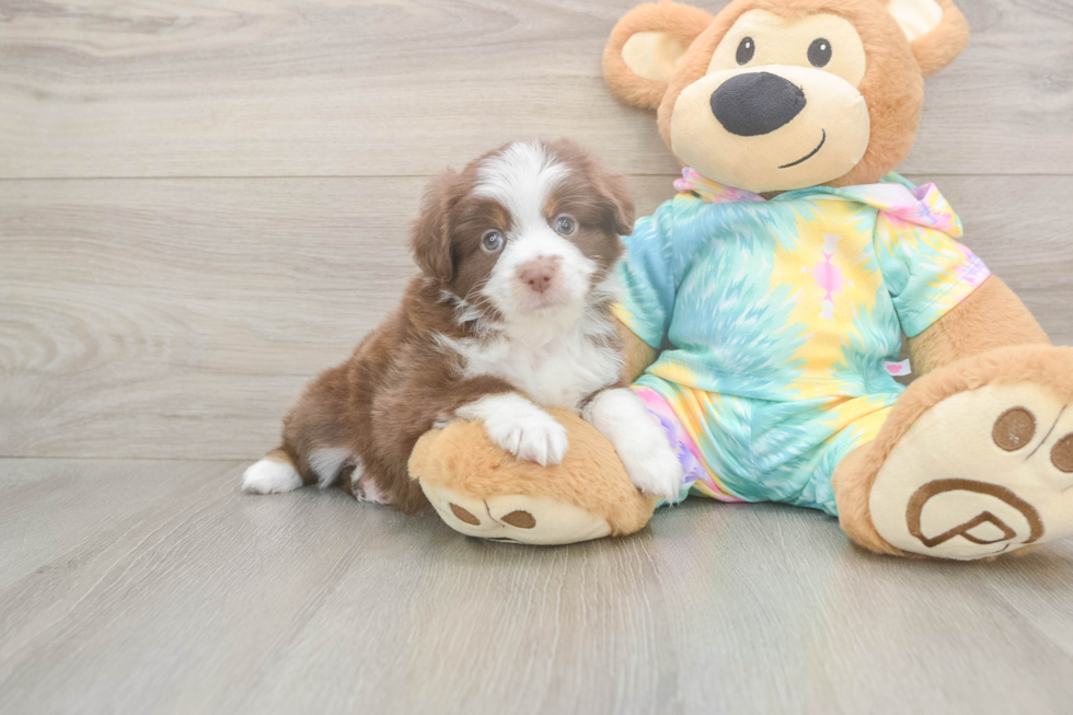 Mini Aussie Puppy for Adoption