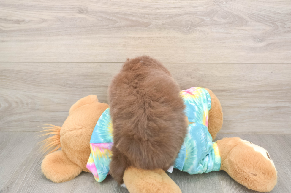 Mini Aussie Pup Being Cute