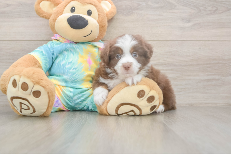 Playful Mini Aussie Baby