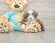 9 week old Mini Aussie Puppy For Sale - Florida Fur Babies