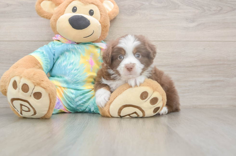 9 week old Mini Aussie Puppy For Sale - Florida Fur Babies