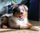 Mini Aussie Puppies For Sale Florida Fur Babies