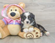 5 week old Mini Aussie Puppy For Sale - Florida Fur Babies