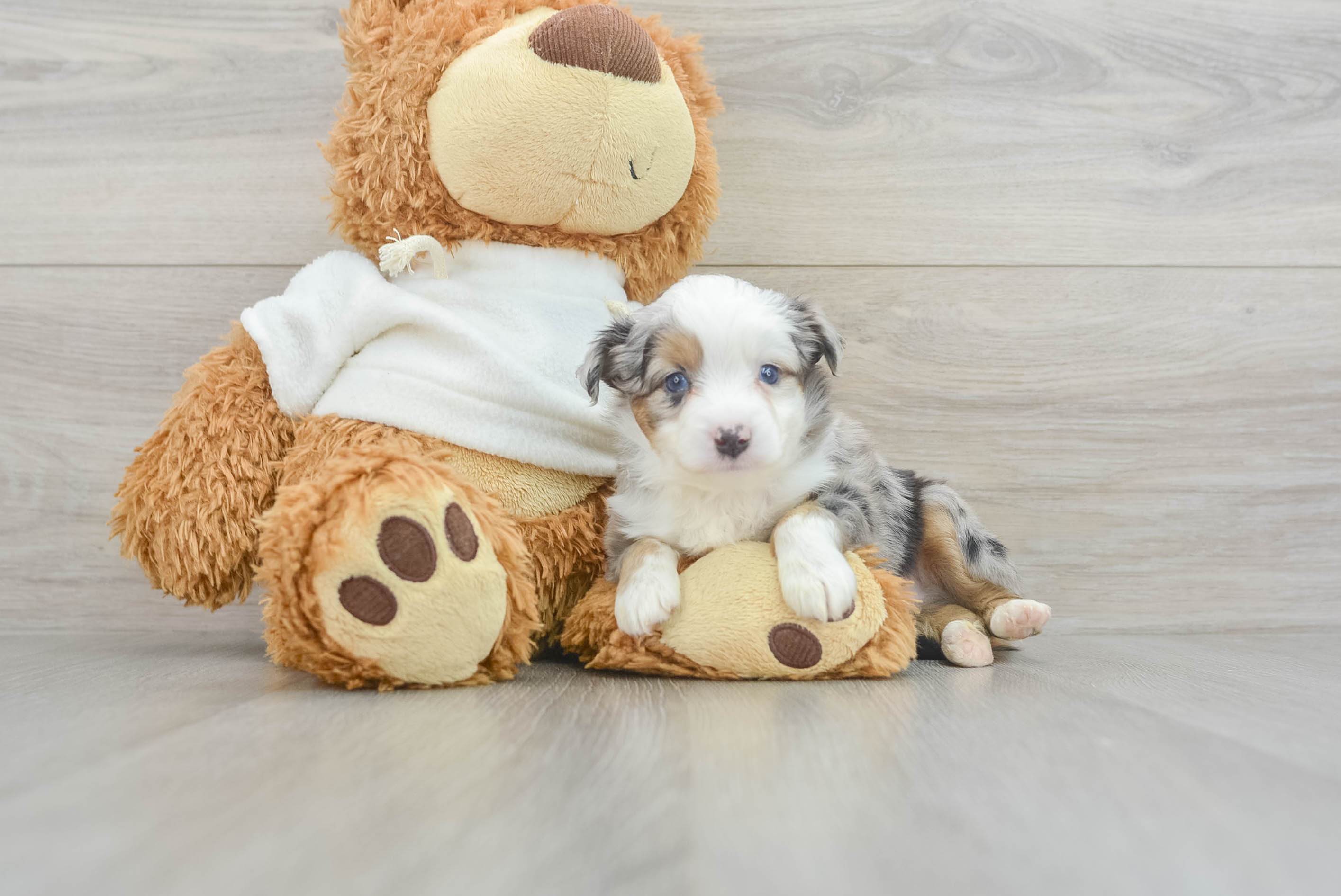 Funny Mini Aussie Baby