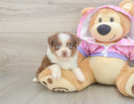 5 week old Mini Aussie Puppy For Sale - Florida Fur Babies
