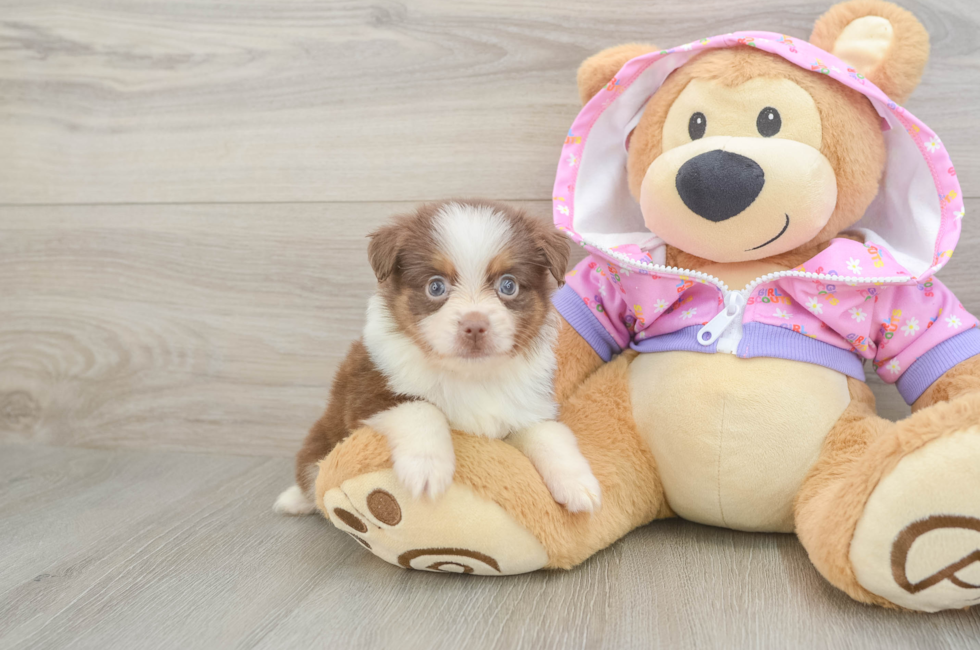 5 week old Mini Aussie Puppy For Sale - Florida Fur Babies