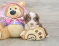 5 week old Mini Aussie Puppy For Sale - Florida Fur Babies