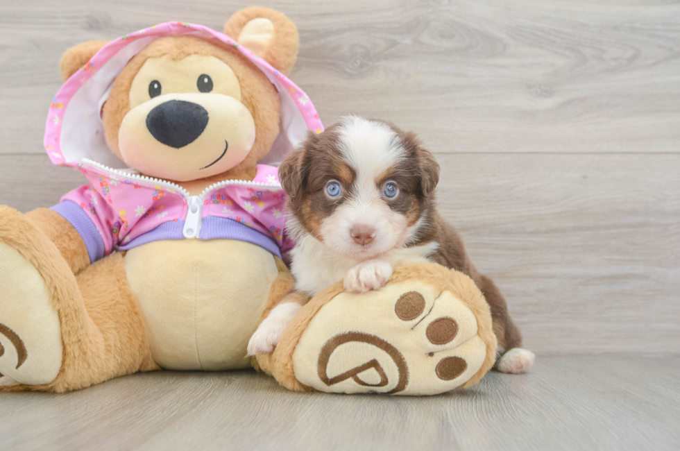 5 week old Mini Aussie Puppy For Sale - Florida Fur Babies