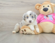 9 week old Mini Aussie Puppy For Sale - Florida Fur Babies