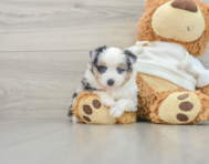 9 week old Mini Aussie Puppy For Sale - Florida Fur Babies