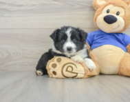6 week old Mini Aussie Puppy For Sale - Florida Fur Babies