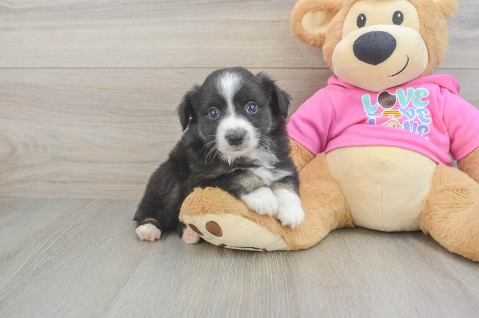 5 week old Mini Aussie Puppy For Sale - Florida Fur Babies