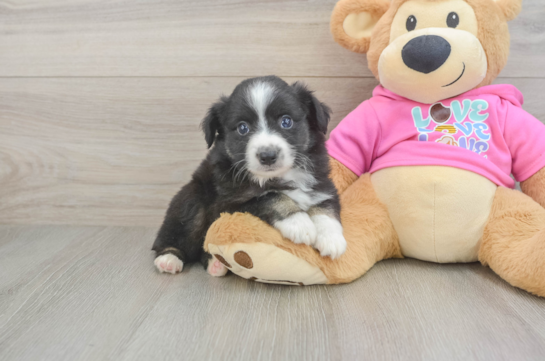 Mini Aussie Pup Being Cute