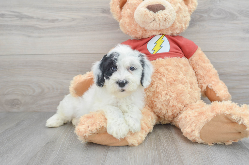 Mini Portidoodle Puppies For Sale - Florida Fur Babies