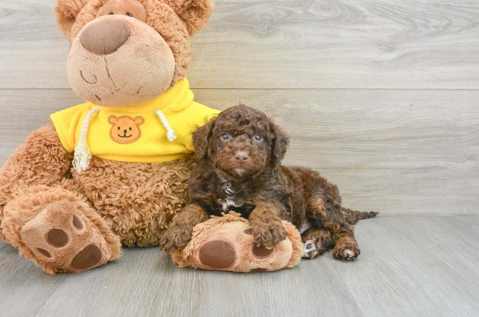 5 week old Mini Aussiedoodle Puppy For Sale - Florida Fur Babies