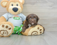 9 week old Mini Aussiedoodle Puppy For Sale - Florida Fur Babies