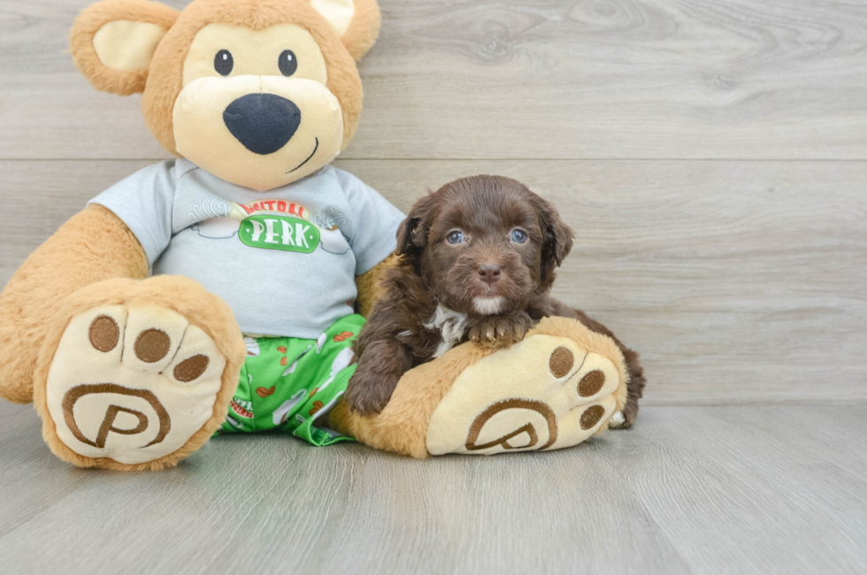 5 week old Mini Aussiedoodle Puppy For Sale - Florida Fur Babies