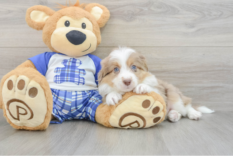 Energetic Aussie Poo Poodle Mix Puppy