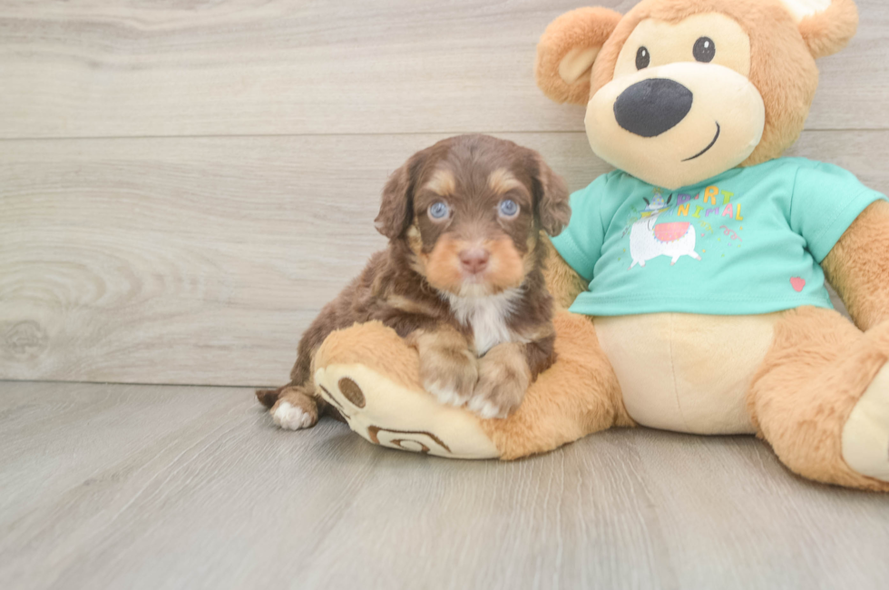 5 week old Mini Aussiedoodle Puppy For Sale - Florida Fur Babies