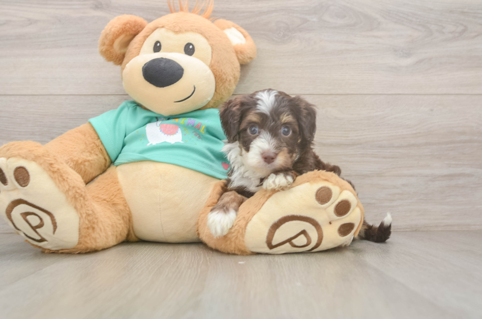 5 week old Mini Aussiedoodle Puppy For Sale - Florida Fur Babies