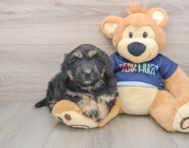 5 week old Mini Aussiedoodle Puppy For Sale - Florida Fur Babies