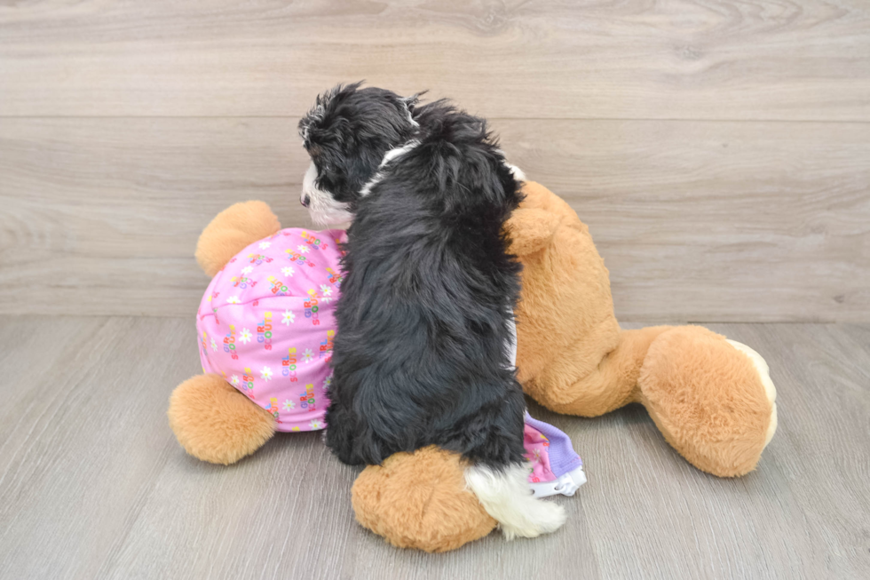 Sweet Mini Aussiedoodle Baby