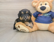 8 week old Mini Aussiedoodle Puppy For Sale - Florida Fur Babies