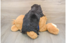 Mini Aussiedoodle Puppy for Adoption