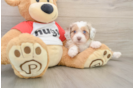Popular Mini Aussiedoodle Poodle Mix Pup