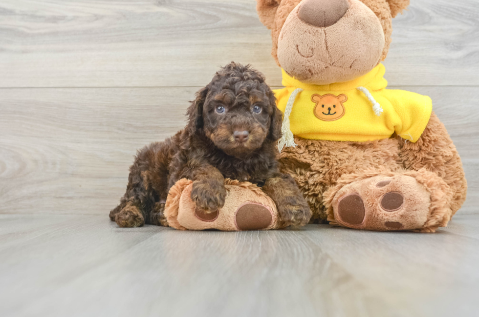 5 week old Mini Aussiedoodle Puppy For Sale - Florida Fur Babies