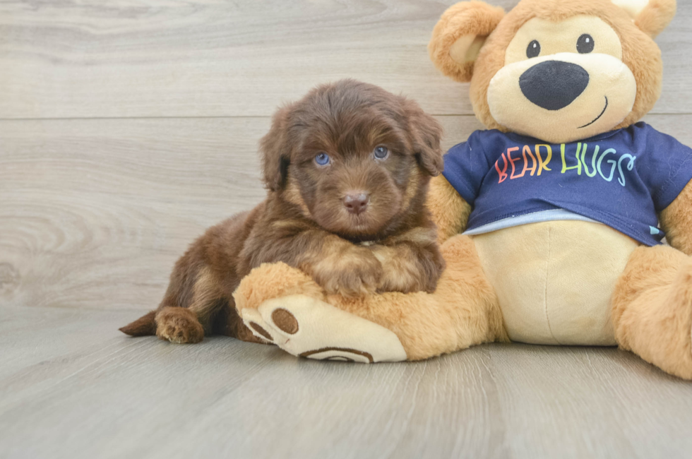 5 week old Mini Aussiedoodle Puppy For Sale - Florida Fur Babies