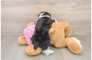 Mini Aussiedoodle Puppy for Adoption