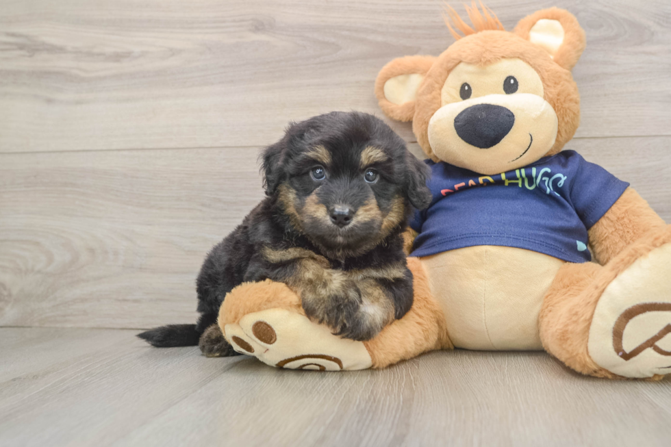 Playful Aussiepoo Poodle Mix Puppy