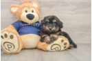 Small Mini Aussiedoodle Baby